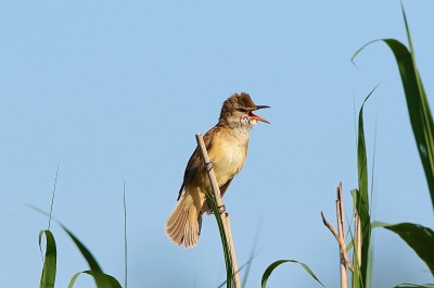 Cannareccione          